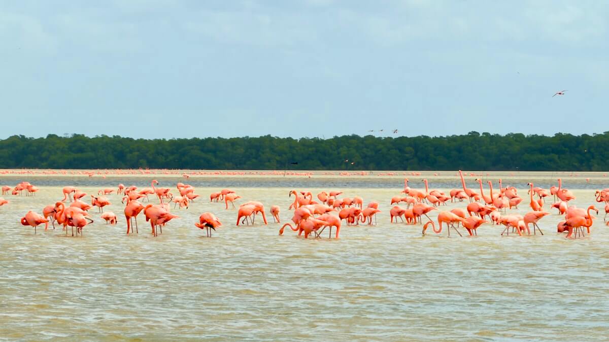 Cuándo ver flamencos en Celestún y cuándo no