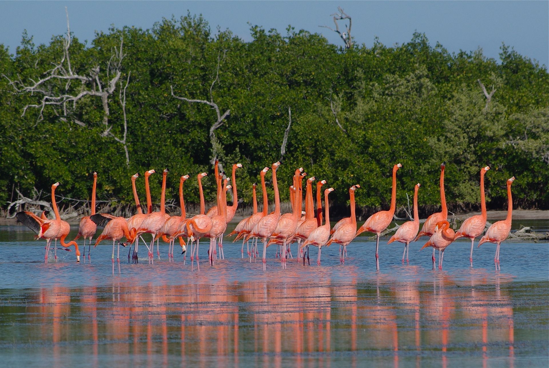 Las Coloradas + Río Lagartos + Playa 4
